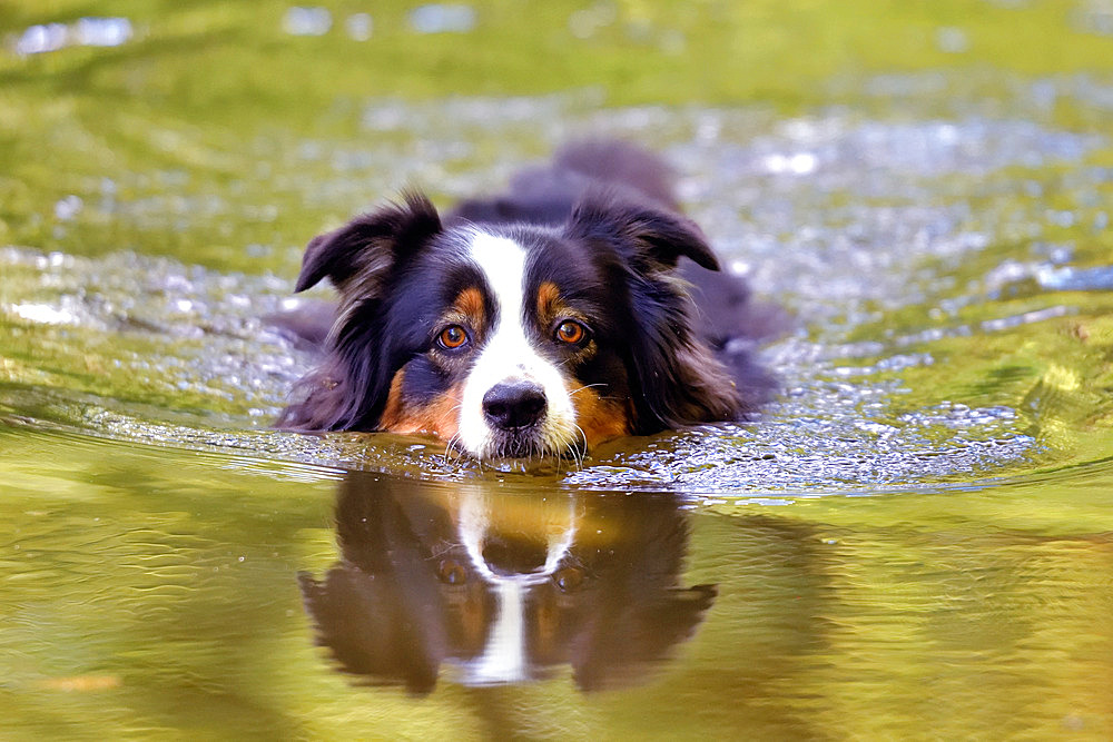 Australian shepherd dog female swimming in an arm of the Loire River, France