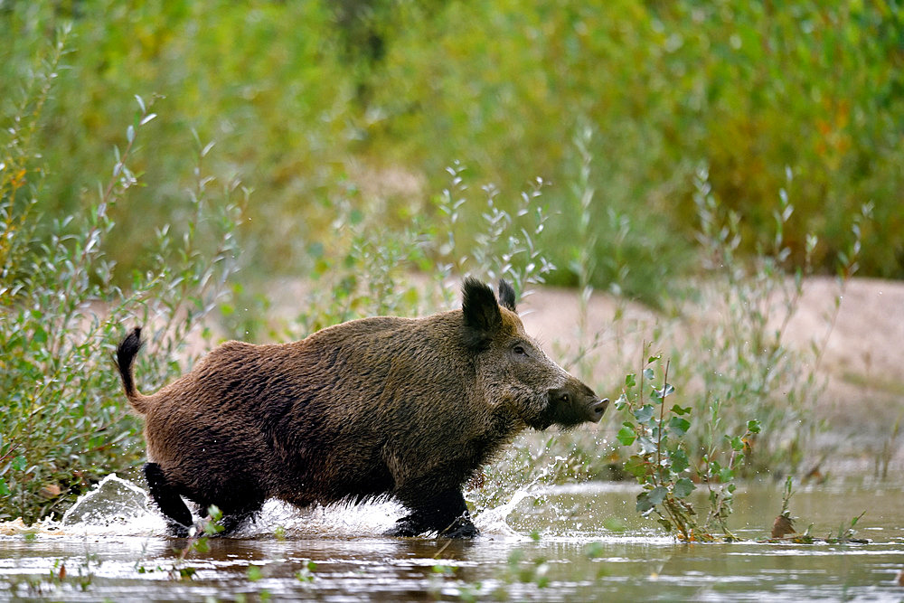 Eurasian wild boar (Sus scrofa) male crossing an arm of the Loire River, Loire Valley, France