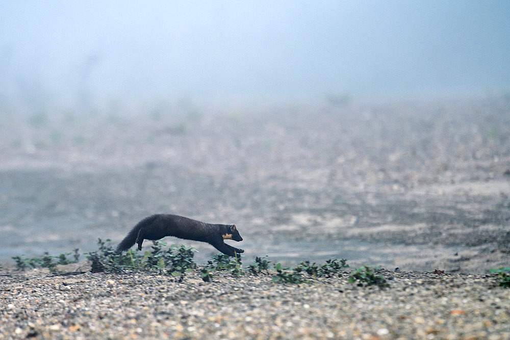 Pine marten (Martes martes) exploring its territory in foggy weather on a Loire beach, Loire Valley, France