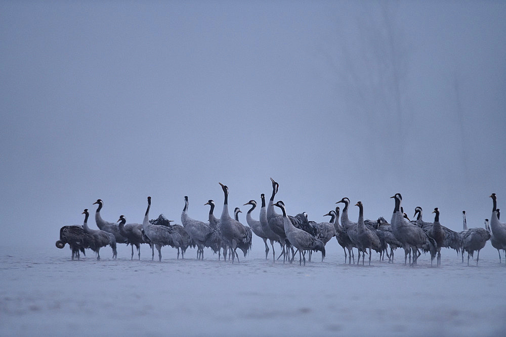 Song of the ash cranes (Grus grus) at dawn on a beach of the Loire, the cranes wake up and will not trade to fly away at sunrise, Loire Valley, France