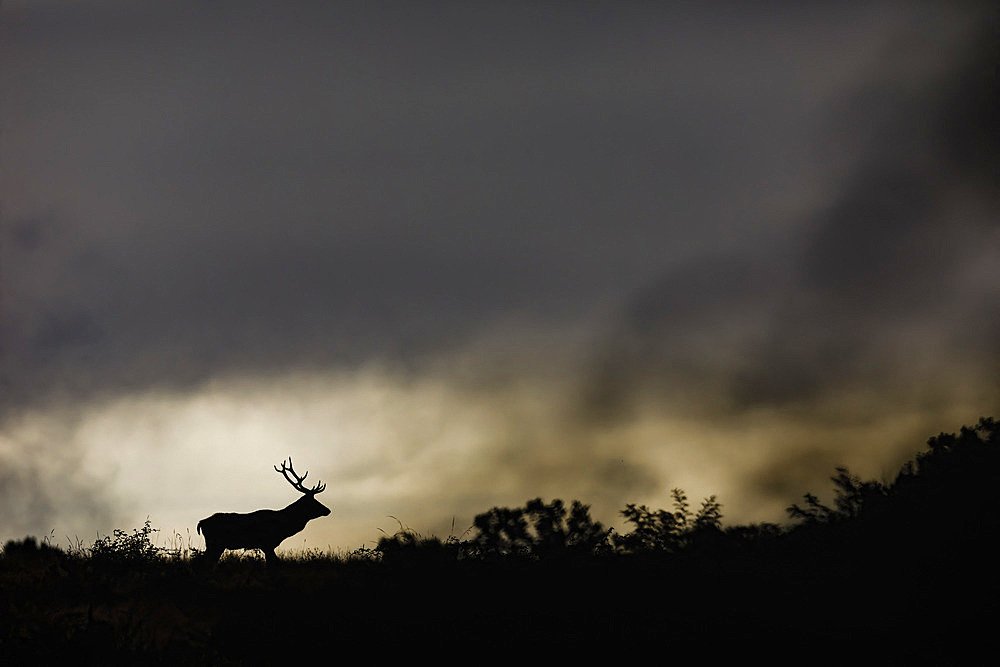 Red deer (Cervus elaphus) stag, Charente-Maritime, France