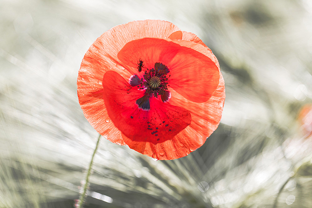 Poppy (Papaver rhoeas) flower and mining bee (halictus sp), Alsace, France