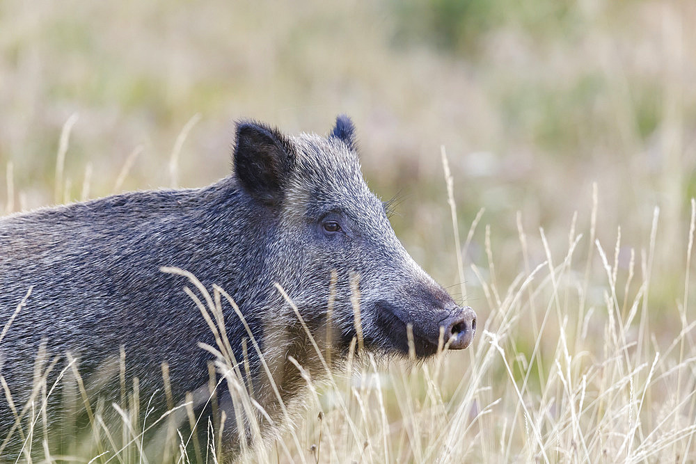 Portrait of Wild boar (Sus scrofa), Vosges, Alsace, France