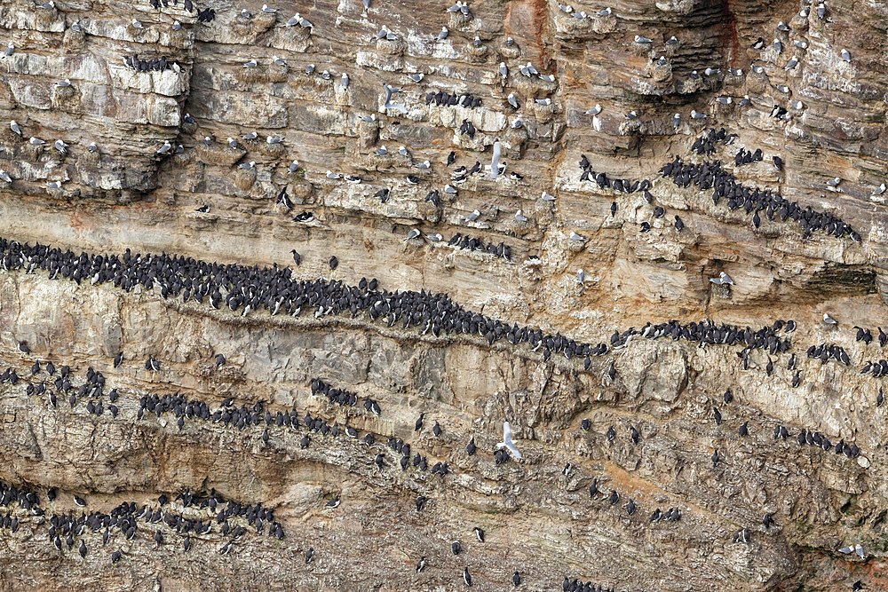 Colony of Black Guillemots (Uria aalge) and Black-legged Kittiwakes (Rissa tridactyla), on the cliff of Troup Head, Scotland