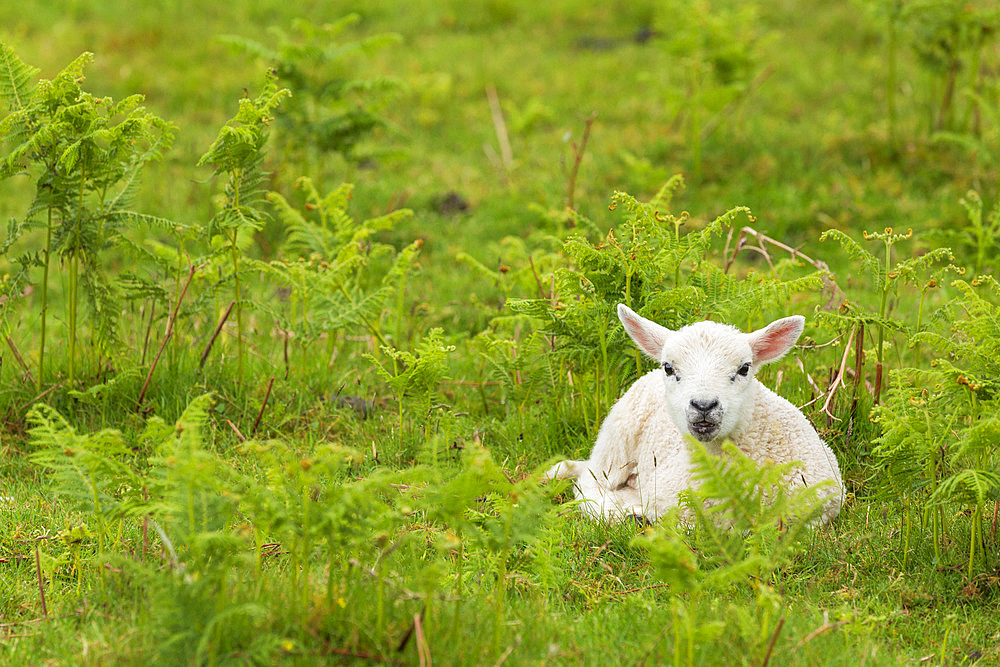 Scottish Blackface lamb, on the Isle of Mull, Scotland