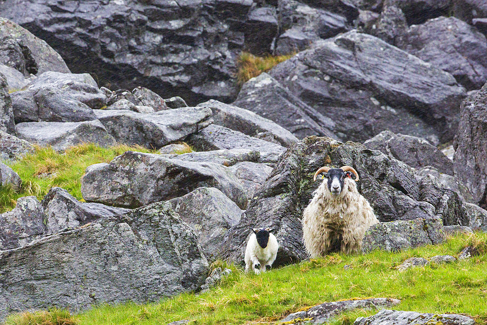 Scottish Blackface sheep (Ovis aries) ewe and her lamb, Glen Clova Valley, Scotland