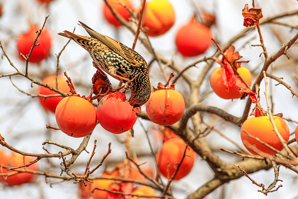 Common Starling (Sturnus vulgaris) feeding on persimmons in a persimmon tree, Vaucluse, France