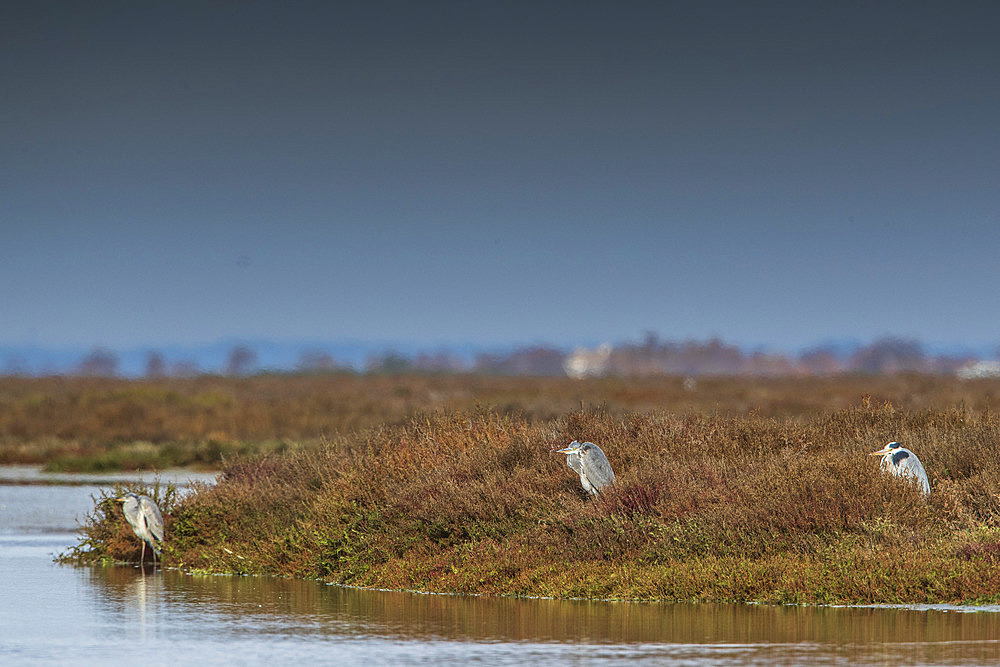 Grey herons (Ardea cinerea), at the edge of a pond in the Camargue, France