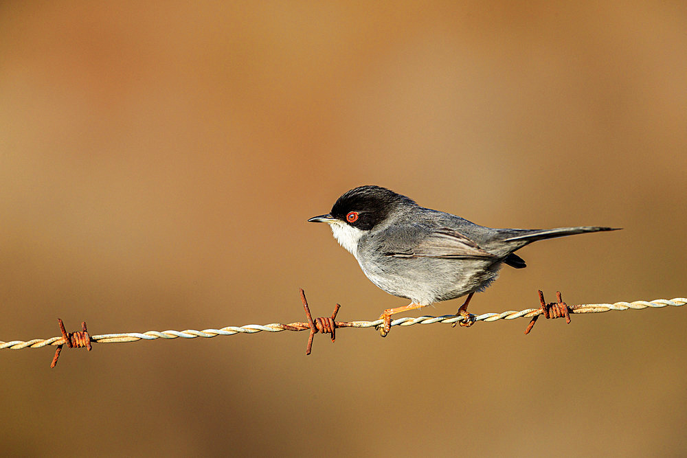 Sardinian Warbler (Sylvia melanocephala) on a wire, Camargue, France