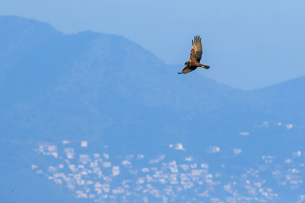 Marsh harrier (Circus aeruginosus) in flight, in the Aiguamolls marsh, Spain