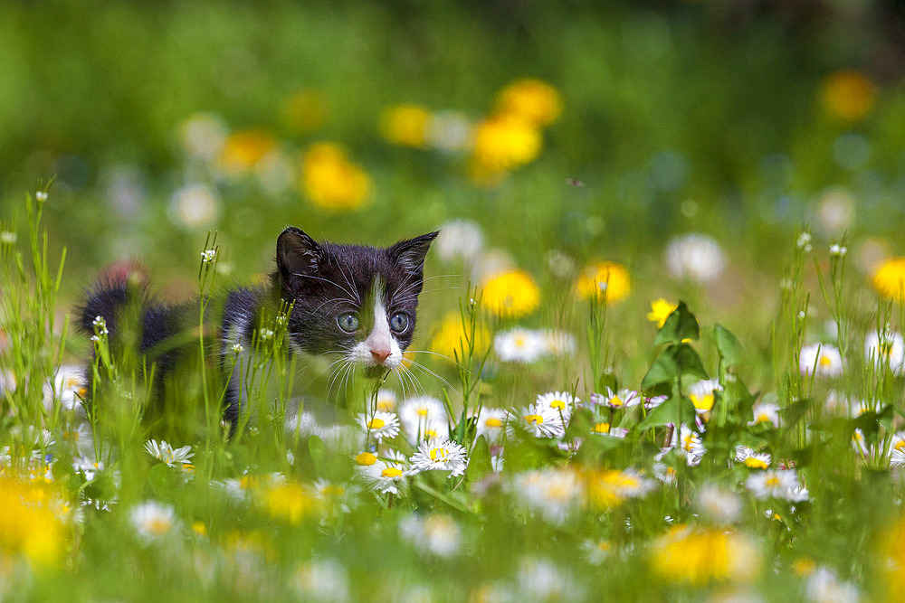 Kitten a few weeks old discovering the lawn in a garden, France