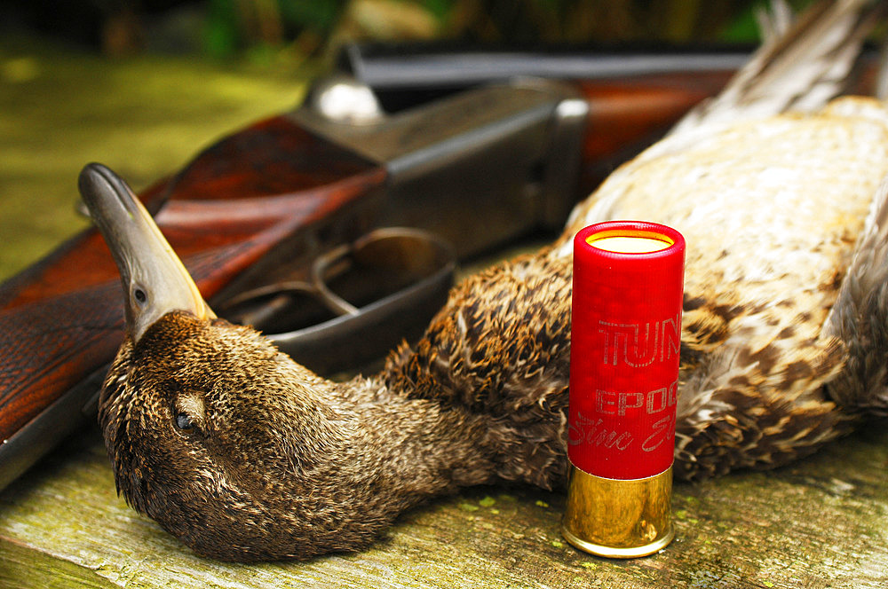 France. Hunting. The European commission has adopted in january 2021 a ban on using lead 100m around any wetland in Europe. So far in France, the ban is only 30m if using new anmunitions with zinc, steel, tungsten and bismuth. Here a teal and a new anmunition with tin.