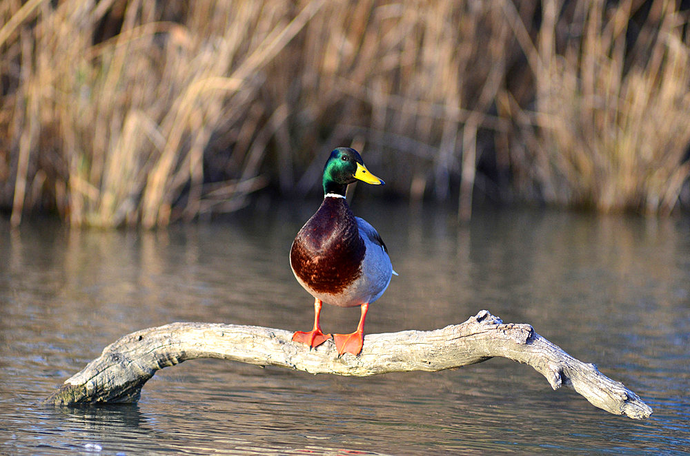 France. Hunting. The European commission has adopted in january 2021 a ban on using lead 100m around any wetland in Europe. So far in France, the ban is only 30m. In the future, the lead will be totally banned as 6000 tons of lead is put into nature by hunters every year causing death of thousands of birds (here a mallard) eating lead balls.