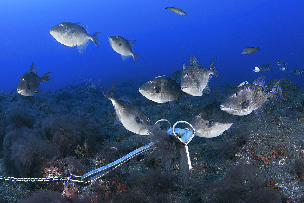 Grey triggerfish (Balistes capriscus) attracted by an anchor crawling on the seabed. Fish of the Canary Islands, Tenerife.