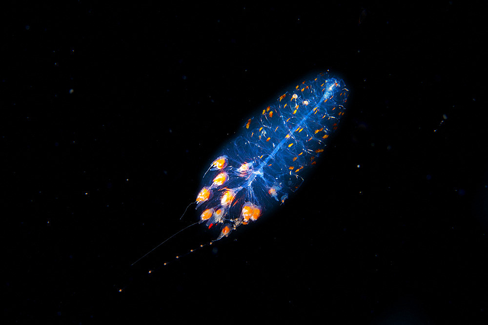 Zooplankton. Pelagic micro organism that is part of plankton (unidentified species). It lives dragged by the marine currents and it is common to observe it in spring. Marine invertebrates of the Canary Islands.