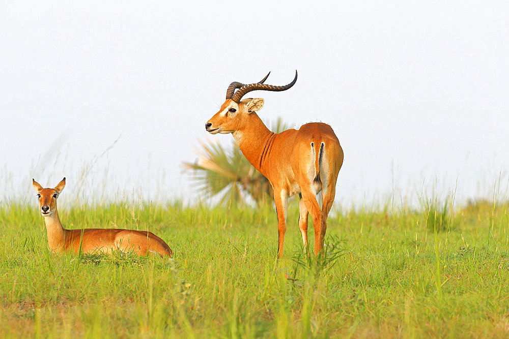 Uganda's Kob (Kobus thomasi), Murchison Falls National park, Uganda