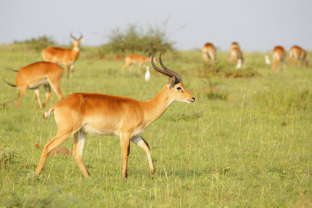 Uganda's Kob (Kobus thomasi), Murchison Falls National park, Uganda