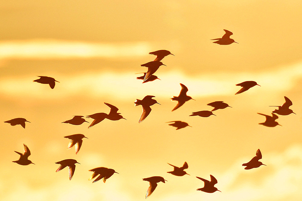 Flight of Dunlin (Calidris alpina) in backlight at sunrise, Serignan Beach, Herault, France