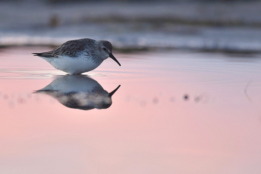 Dunlin (Calidris alpina) feeding in the water at the end of the day, Serignan Beach, Herault, France