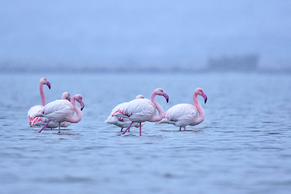 Great flamingo (Phoenicopterus roseus) under a light snow shower, Etang de la Grande Maire, Serignan, Herault, France