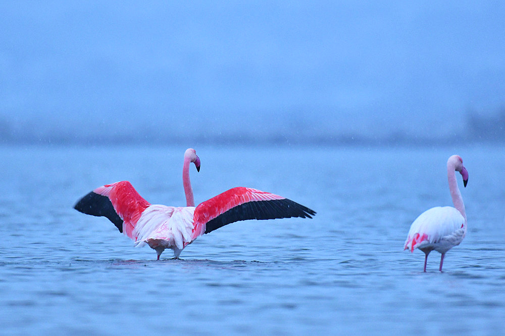 Great flamingo (Phoenicopterus roseus) open wings under a light snow shower, Etang de la Grande Maire, Serignan, Herault, France