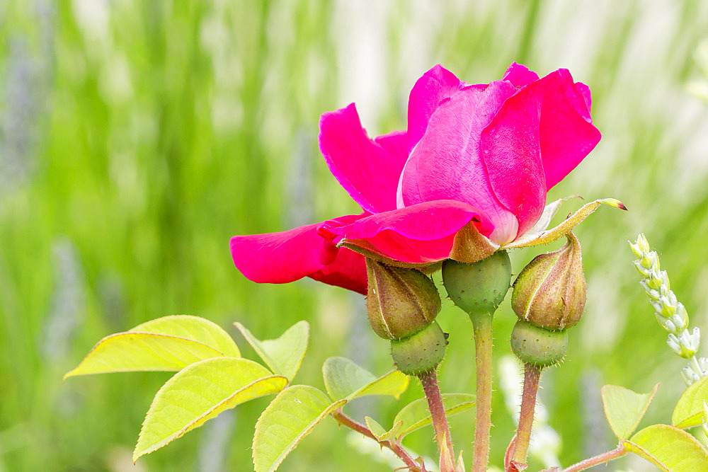 Rosa 'Rose à Parfum de l'Hay' Breeder : Gravereaux (FRA) 1901