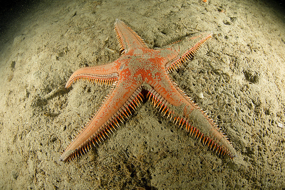 Sea star, (Astropecten aranciacus), Puolo Bay, Marine Protected area Punta Campanella, Massa Lubrense, Penisola Sorrentina, Costa Amalfitana, Italy, Tyrrhenian Sea, Mediterranean