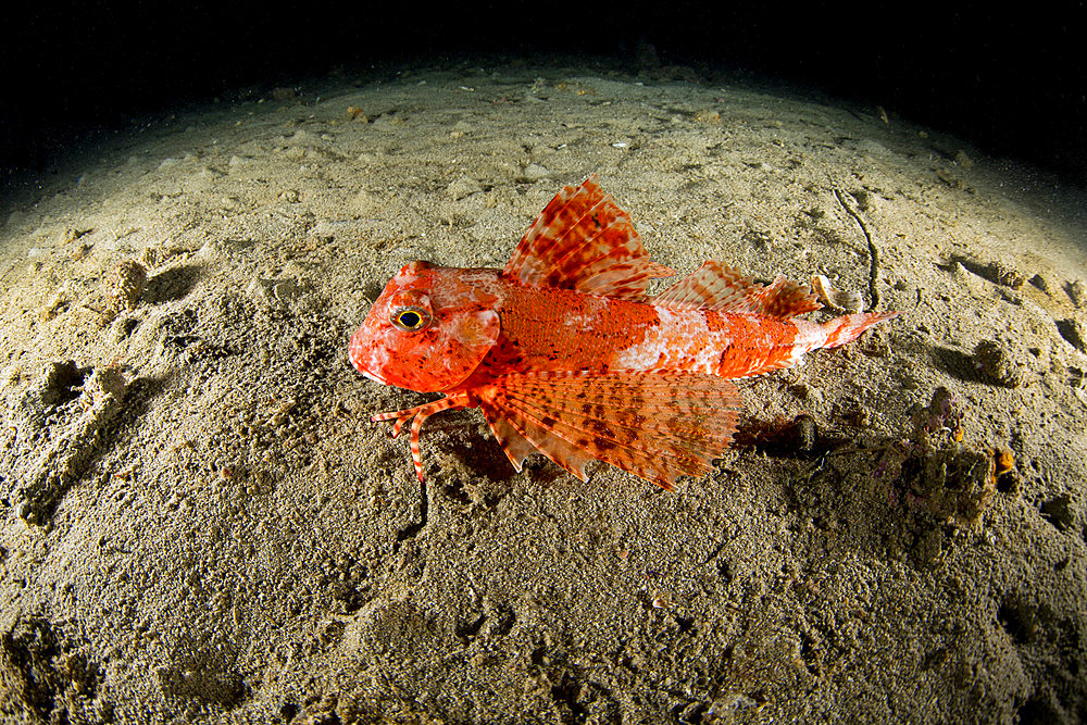 Streaked gurnard (Trigloporus lastoviza), Puolo Bay, Marine Protected area Punta Campanella, Massa Lubrense, Penisola Sorrentina, Costa Amalfitana, Italy, Tyrrhenian Sea, Mediterranean