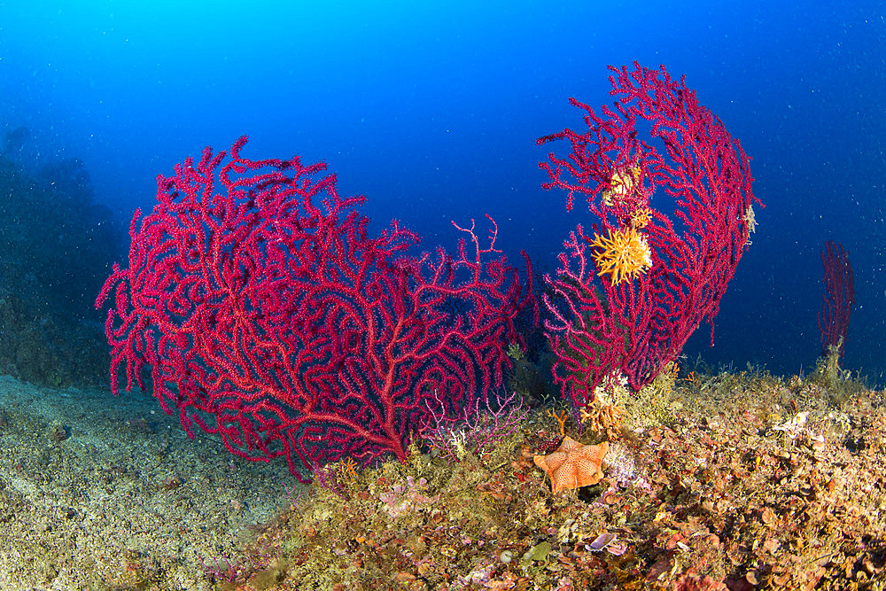 Seafan, Red Gorgonian, Paramuricea clavata, Vervece rock, Marine Protected area Punta Campanella, Massa Lubrense, Penisola Sorrentina, Costa Amalfitana, Italy, Tyrrhenian Sea, Mediterranean