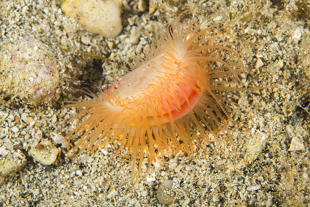 Flame scallop (Limaria hians or Lima hians), Puolo, Marine Protected area Punta Campanella, Massa Lubrense, Penisola Sorrentina, Costa Amalfitana, Italy, Tyrrhenian Sea, Mediterranean