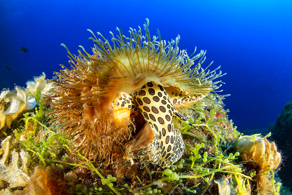 Hairy triton (Monoflex parthenopeus) Vervece rock, Marine Protected area Punta Campanella, Massa Lubrense, Penisola Sorrentina, Costa Amalfitana, Italy, Tyrrhenian Sea, Mediterranea