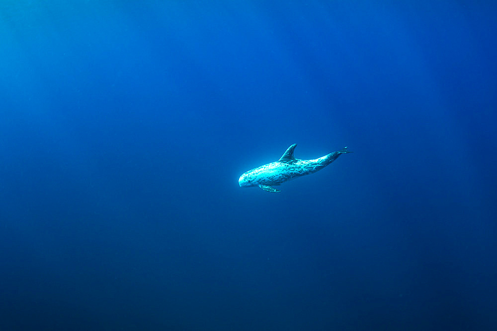 Risso's dolphin (Grampus griseus), Pelagos Sanctuary for Mediterranean Marine Mammals, France, Mediterranean Sea