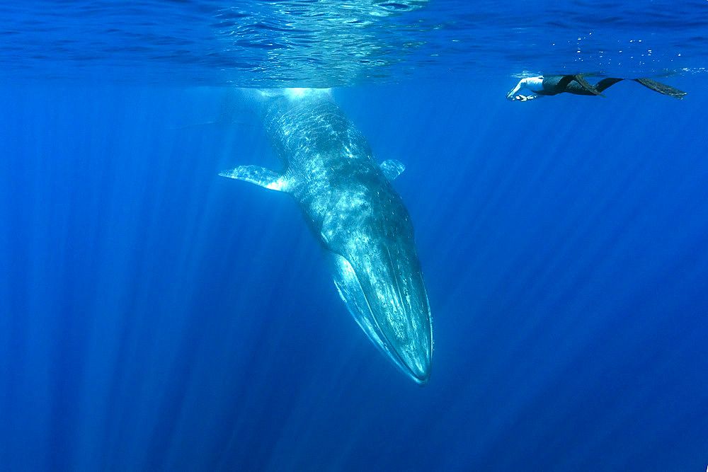 Snorkeler and fin whale (Balaenoptera physalus) is the largest baleen whale found in the Mediterranean Sea. It is the world?s second largest cetacean, after the blue whale. Pelagos Sanctuary for Mediterranean Marine Mammals, Mediterranean Sea