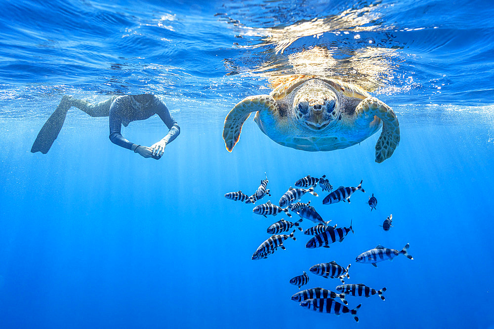 Snorkeler with Loggerhead turtle (Caretta caretta), one of the three species found in Mediterranean Sea. Pelagos Sanctuary for Mediterranean Marine Mammals, Mediterranean Sea