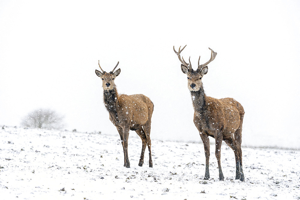 Red deer (Cervus elaphus) stag stading in a snow storm, England