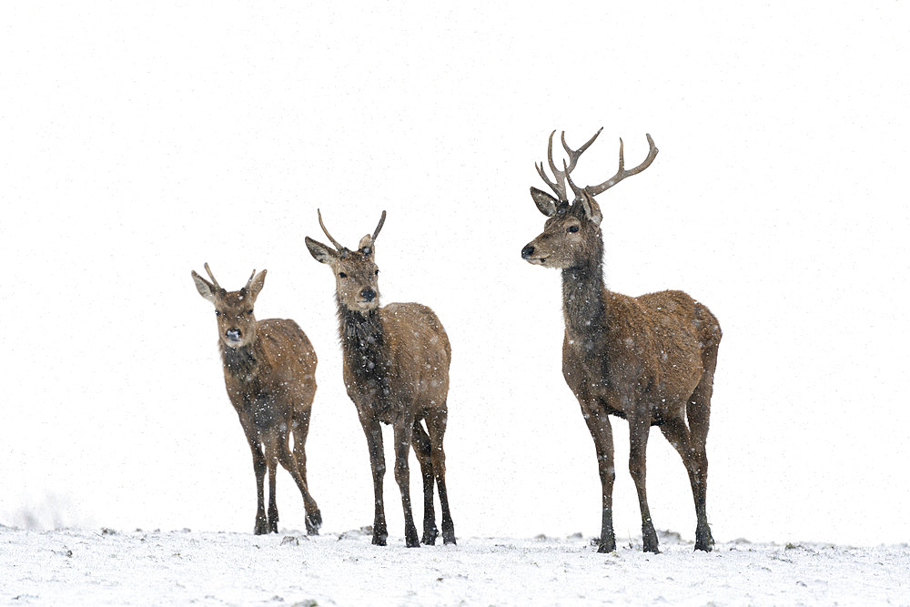 Red deer (Cervus elaphus) stag stading in a snow storm, England