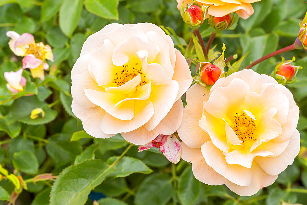 Rosa 'Calizia' Breeder : Noack (ALL) 2006