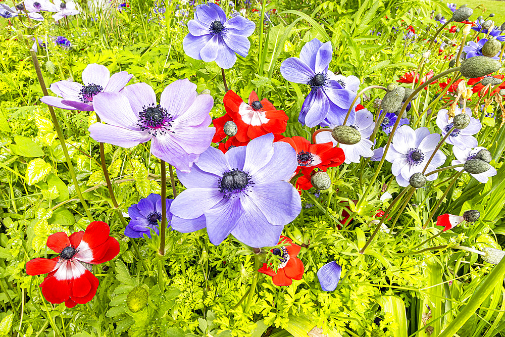 Anemone coronaria