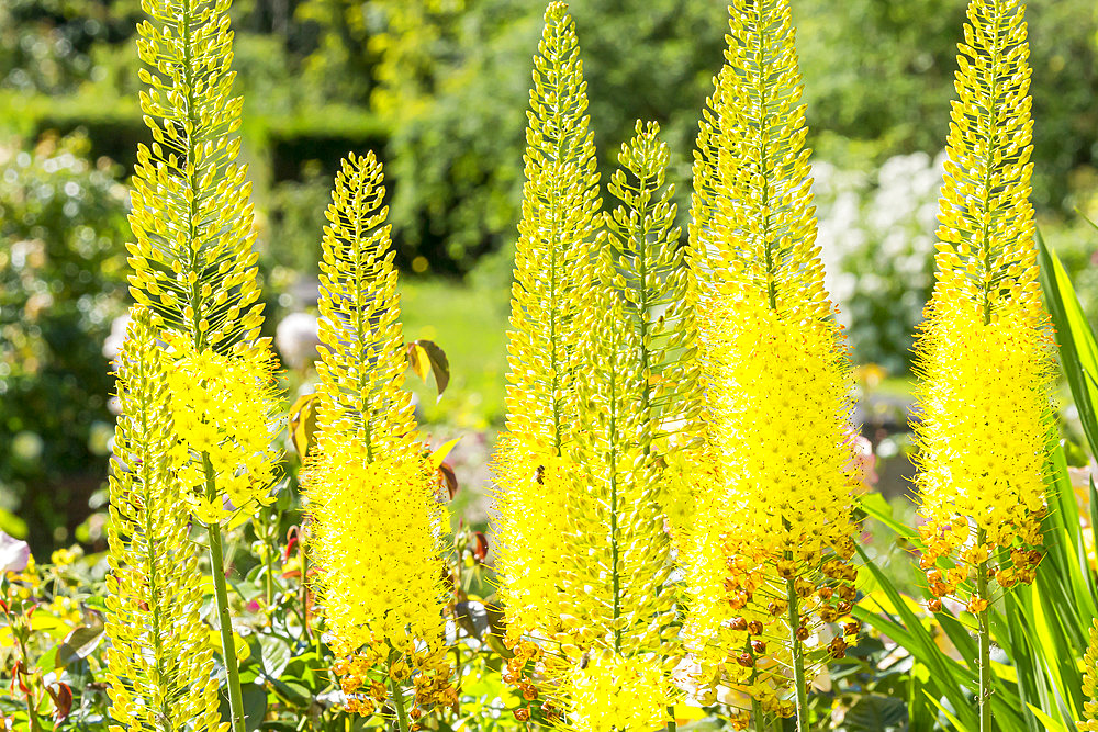 Eremurus Stenophyllus Bungei