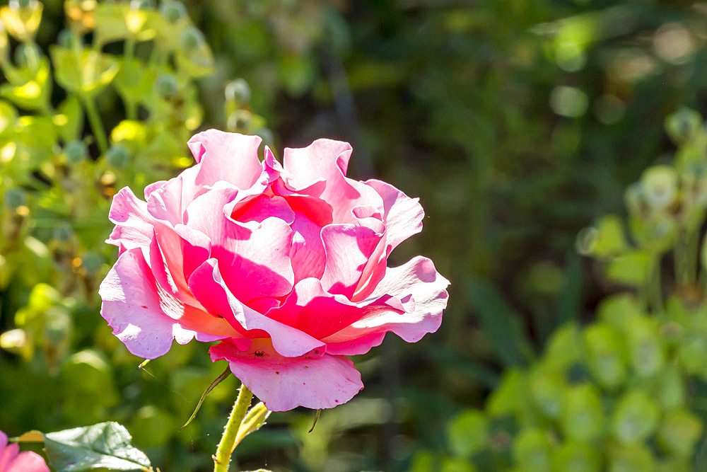 Rosa 'Jean Cocteau' Breeder : Meilland (FRA) 2015