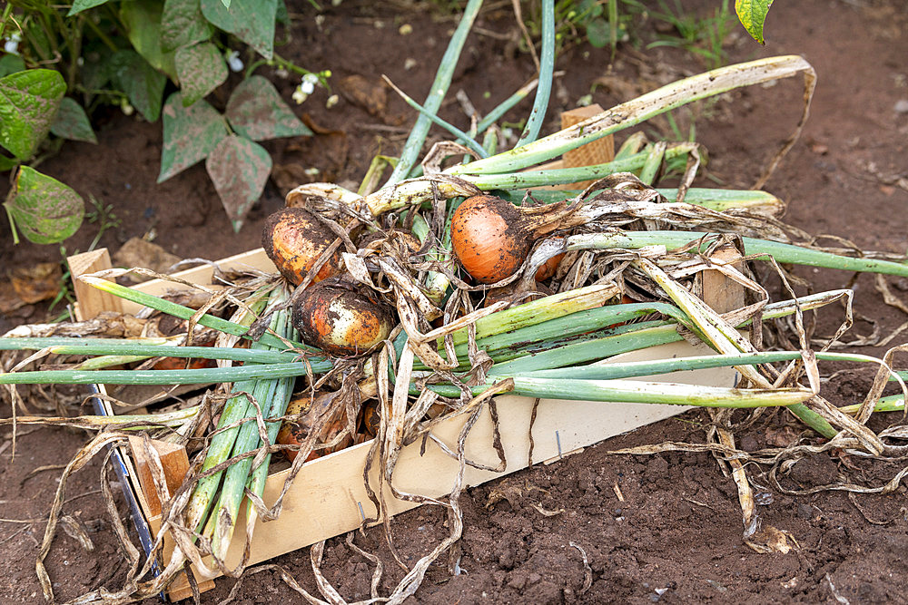 Harvest onions in a vegetable garden in summer, Moselle, France