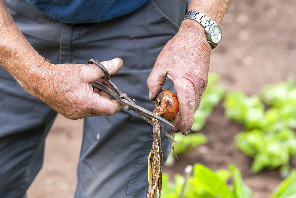 Harvest onions in a vegetable garden in summer, Moselle, France