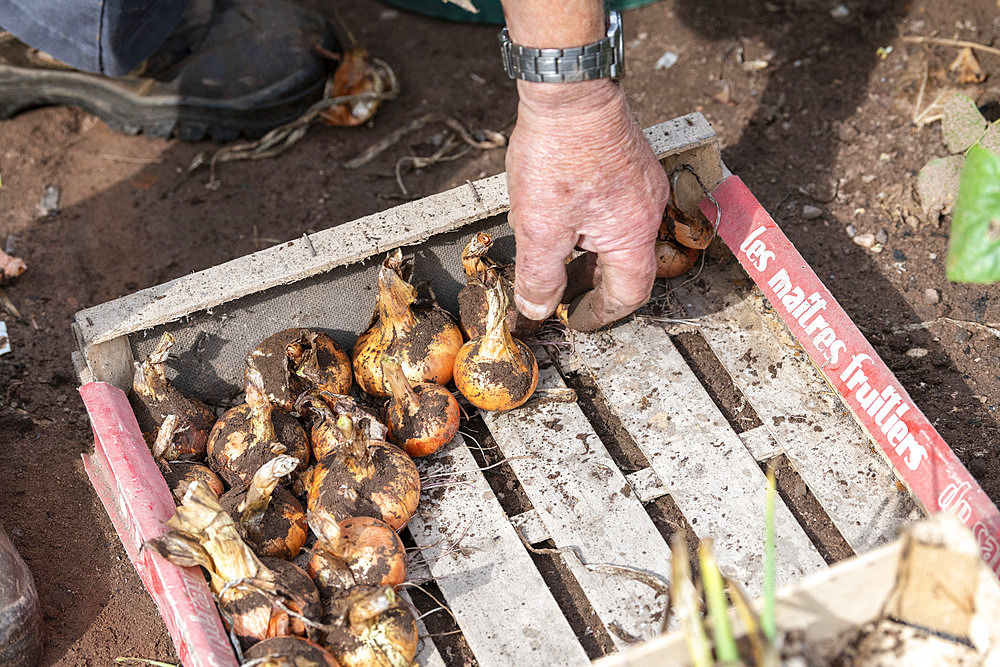 Harvest onions in a vegetable garden in summer, Moselle, France