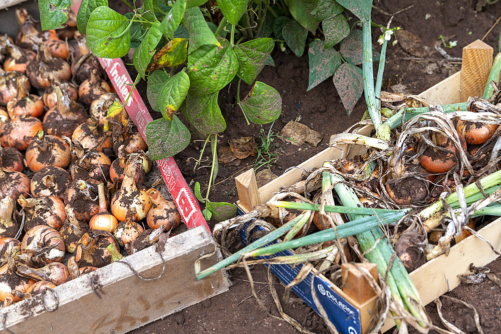 Harvest onions in a vegetable garden in summer, Moselle, France