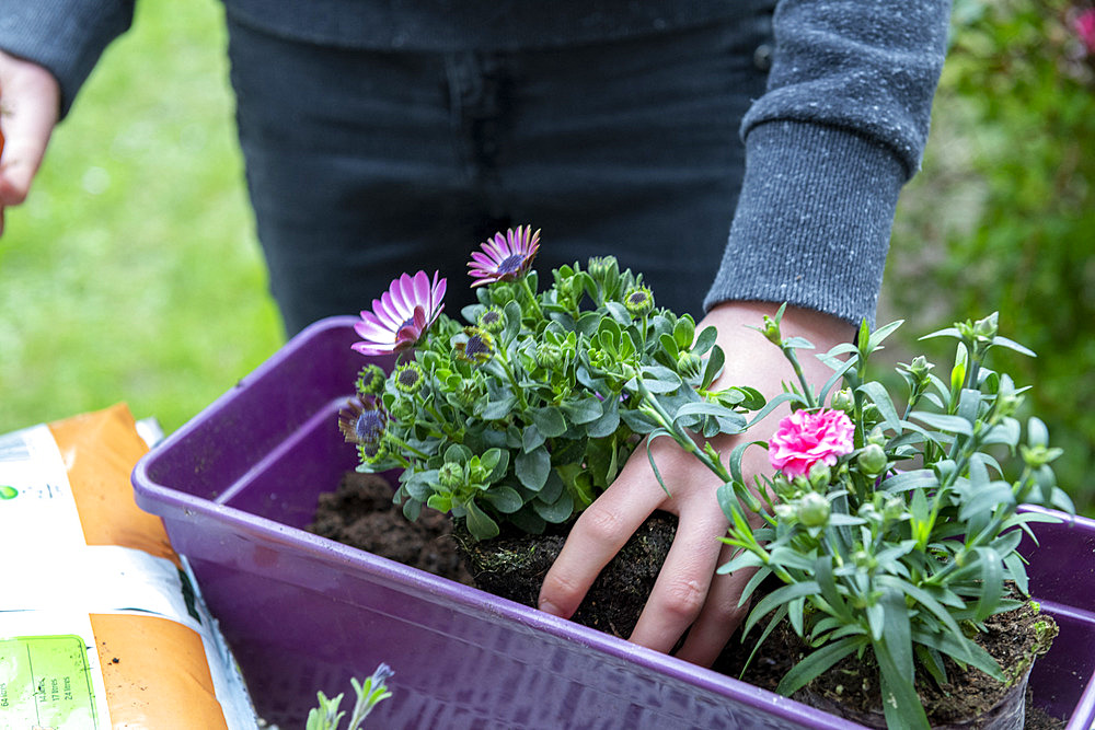 Planting Cape Daisy (Osteospermum sp) and Carnation (Dianthus sp) in a window box in spring