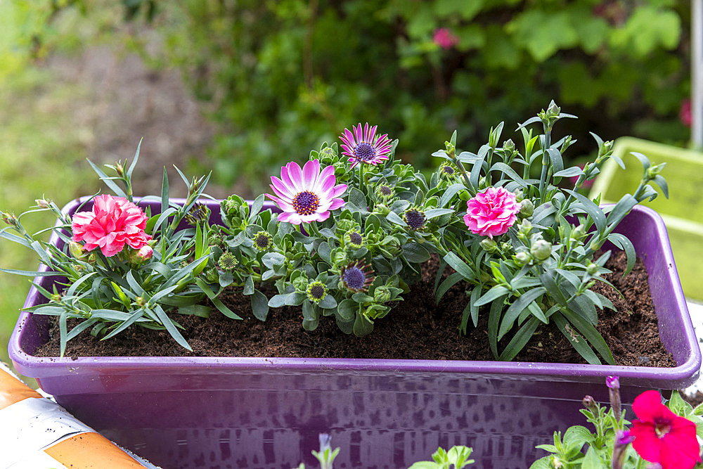 Planting Cape Daisy (Osteospermum sp) and Carnation (Dianthus sp) in a window box in spring