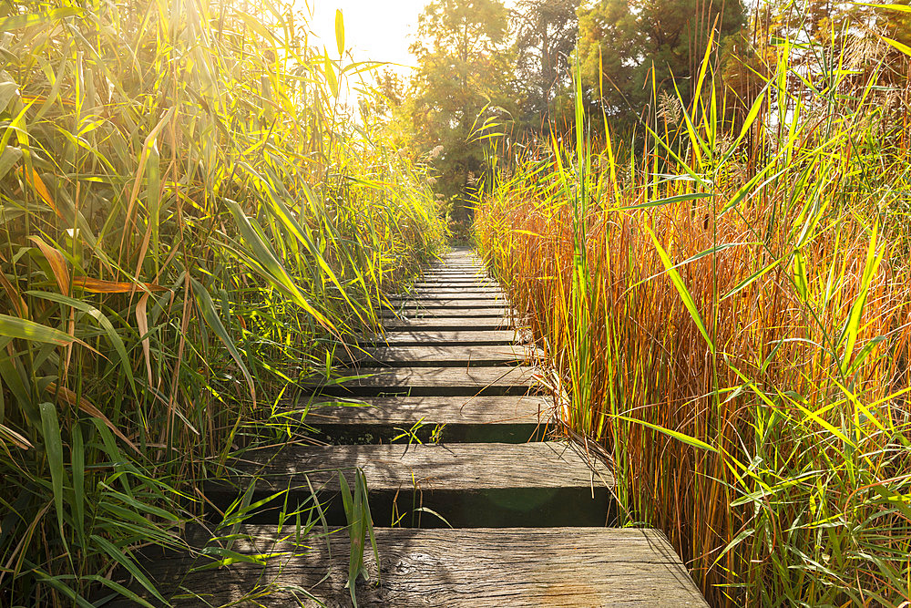 The Garden of the Giants in autumn, Lille, Hauts de France, France