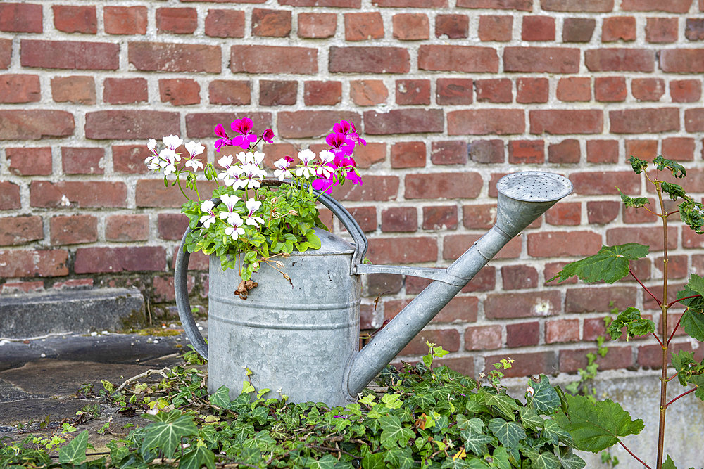 Ivy cranesbill in an old zinc watering can in summer, Pas de Calais, France