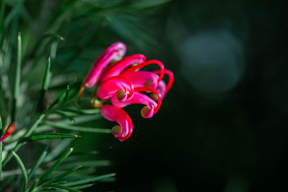 Rosemary Grevillea (Grevillea rosmarinifolia) flower, Cotes d'Armor, France