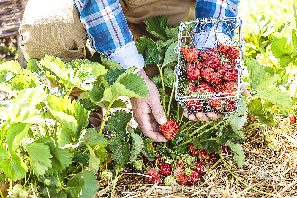 Man harvesting strawberries in a vegetable garden.